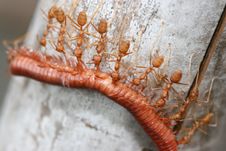 Power Of Ants Stock Photo