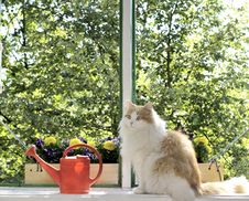 Cat Portrait Royalty Free Stock Photo Cat Portrait Royalty Free Stock Photo