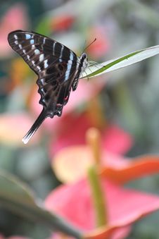 Butterfly Royalty Free Stock Photo Butterfly Royalty Free Stock Photo