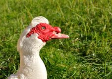 Head Of A Muscovy Duck Stock Photos