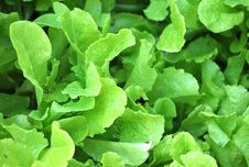 Green Leafy Lettuce In Agarden Royalty Free Stock Photography