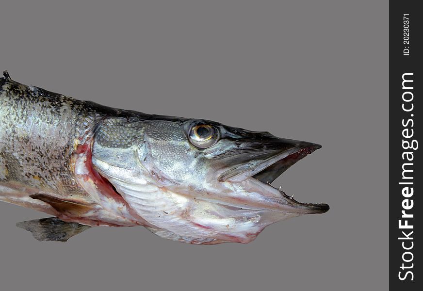 Close up view of pike head with open mouth isolated on gray background. Close up view of pike head with open mouth isolated on gray background.