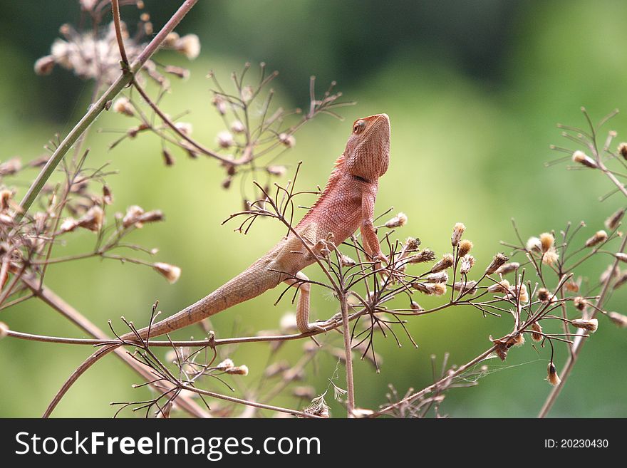 Thai chameleon on dry bush