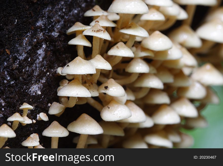 Wet wild mushrooms in rainforest Thailand