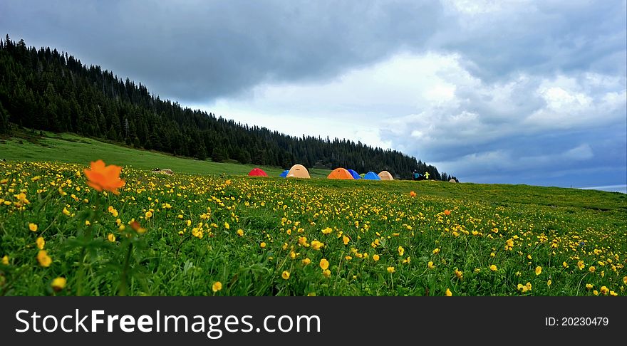 Camping On The Blossoming Grassland