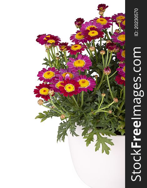 Studio shot of a marguerite in a flowerpot isolated on white