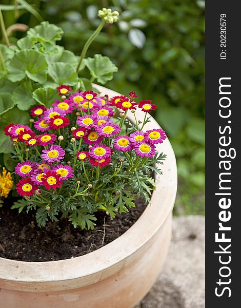 Terracotta flowerpot