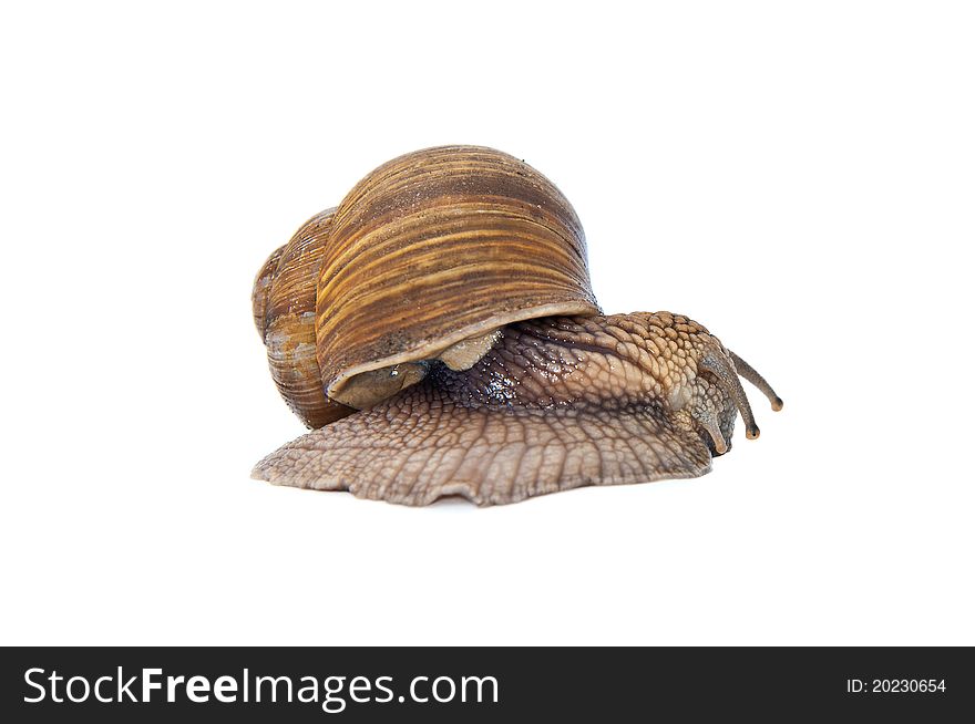 Close up shot of Burgundy (Roman) snail isolated on white background. Close up shot of Burgundy (Roman) snail isolated on white background