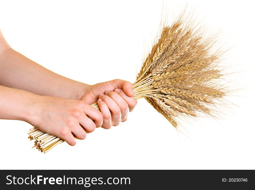 Barley ears in young woman's hands, isolated on white