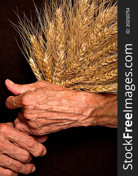 Barley ears in senior woman's hands.
Notice: photo is color manipulated.