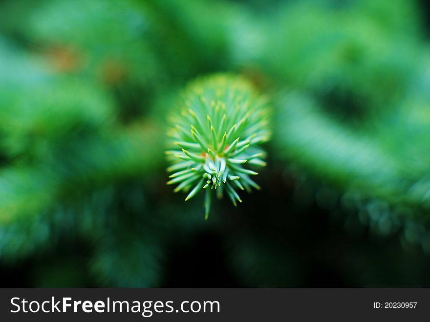 Green pine leaves closeup image. Green pine leaves closeup image