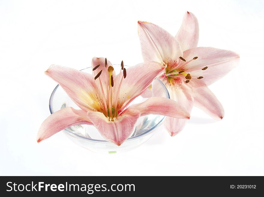 Pink lily in bowl