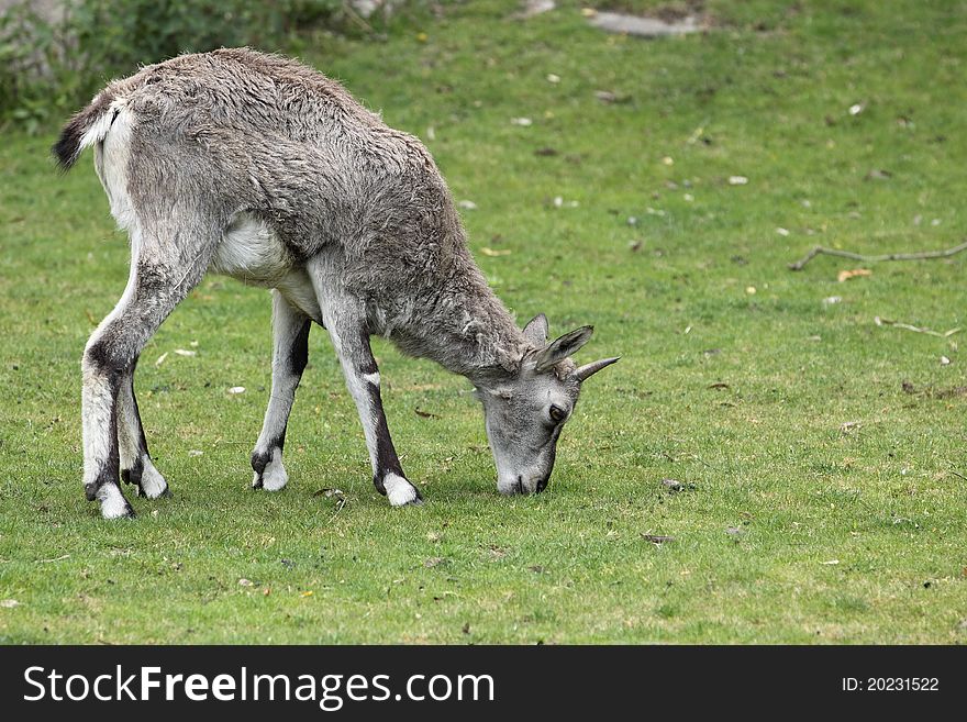The Himalayan blue sheep on the grass.
