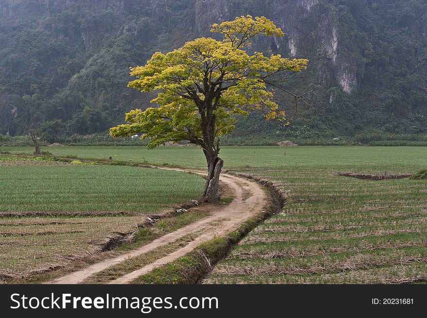 Alone tree in north of Thailand.