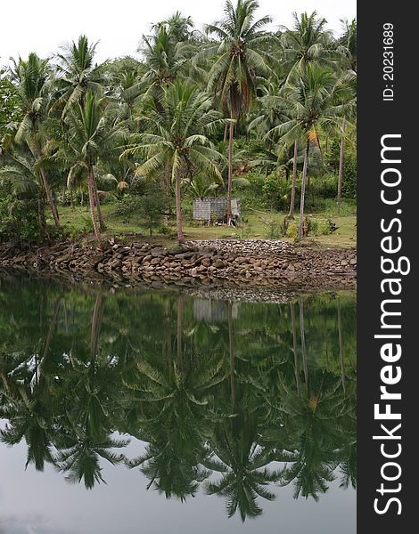 Coconut tree garden and canal