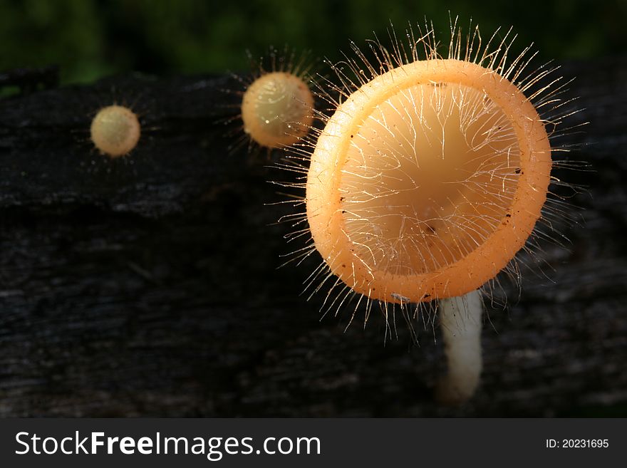 Cookeina Trachoma Mushroom, Khao Yai national park Thailand.