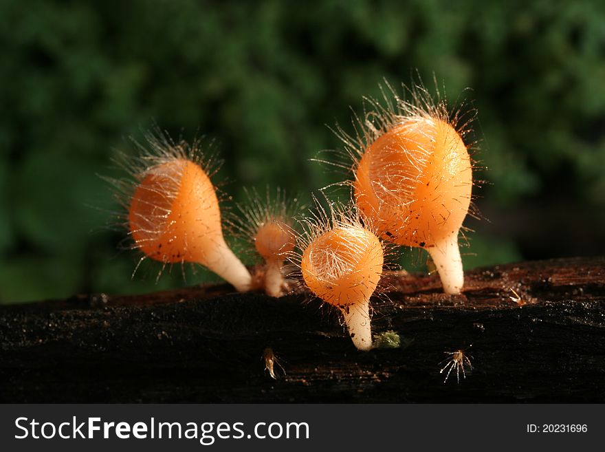 Cookeina Trachoma Mushroom, Khao Yai national park Thailand.