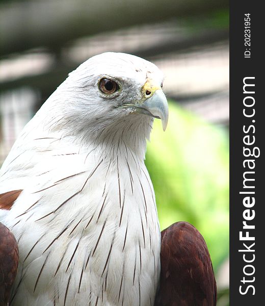 A Scaly-breasted Falcon at Taman Mini Indonesia Bird Park