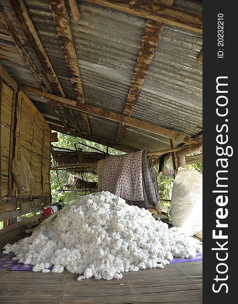 The pile of raw cotton together. In the agricultural sector. The pile of raw cotton together. In the agricultural sector.