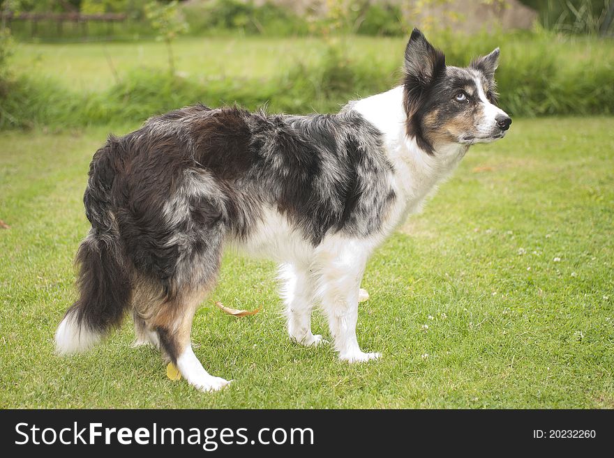 Intelligent border collie sheep dog waiting for his boss giving commands. Intelligent border collie sheep dog waiting for his boss giving commands