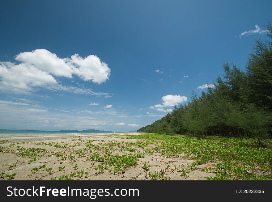 Pine Tree On The Beach