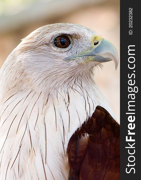 Red kite eagle close up