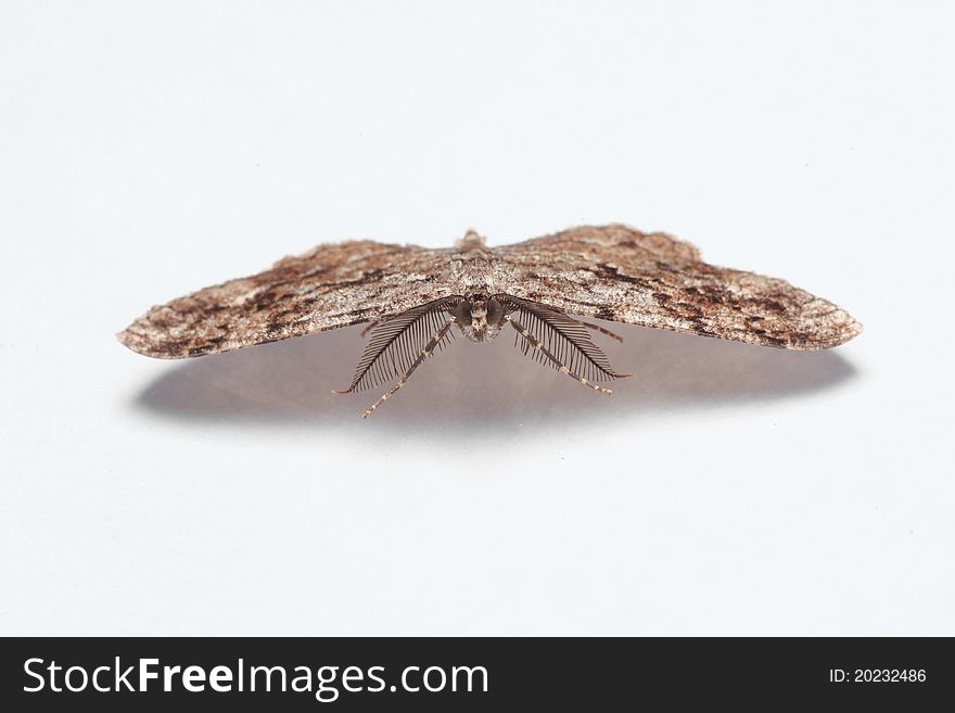 Front view of moth on white background