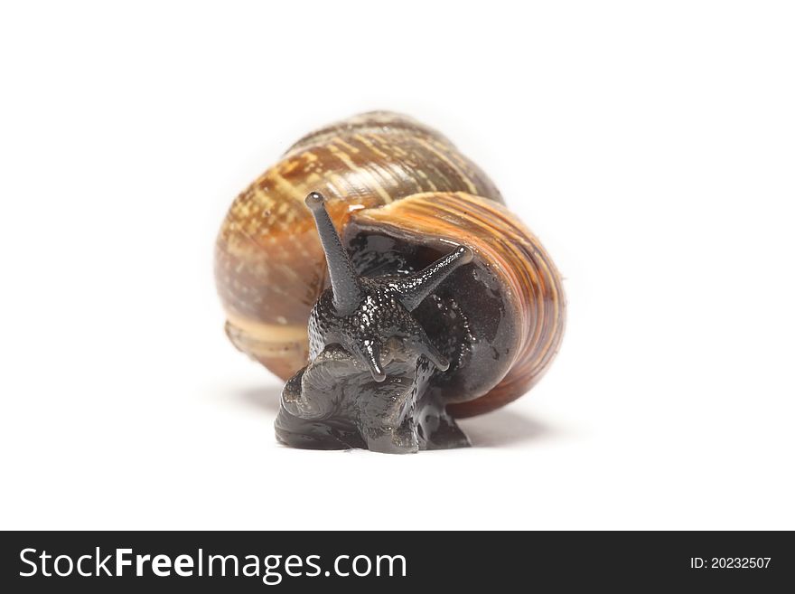 Snail coming towards the viewer on a white background. Snail coming towards the viewer on a white background