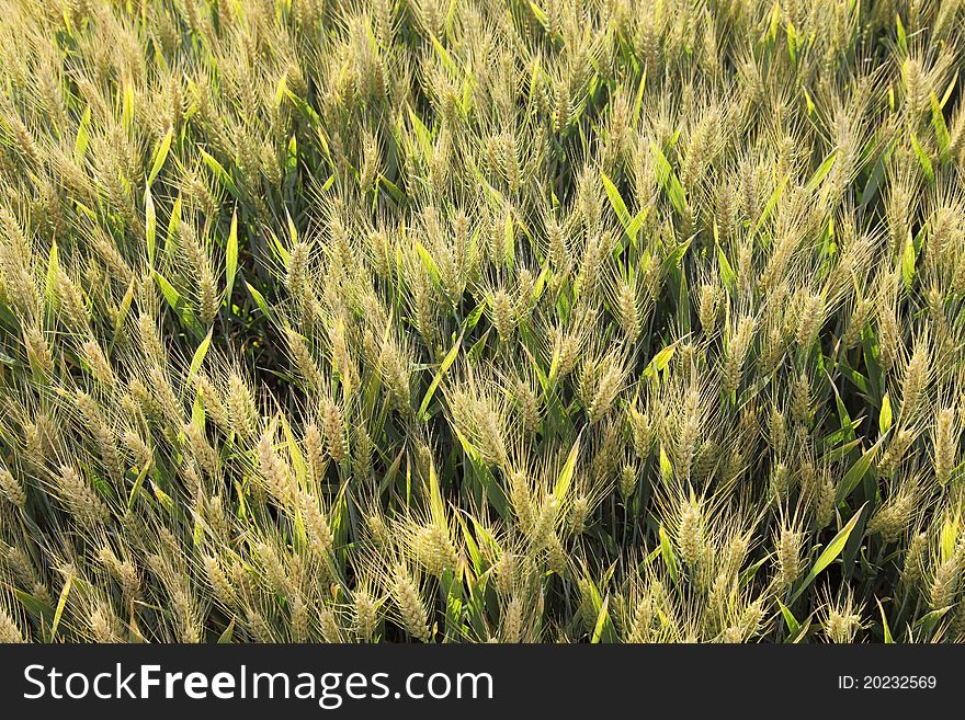 Wheat Field Seen From Above In Backlight