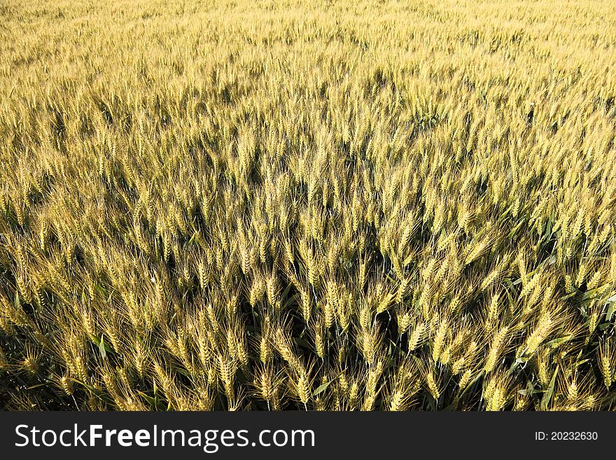 Wheat field seen from above. Wheat field seen from above