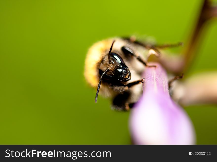 A bee or wasp walking on purlple flower with a green background. A bee or wasp walking on purlple flower with a green background
