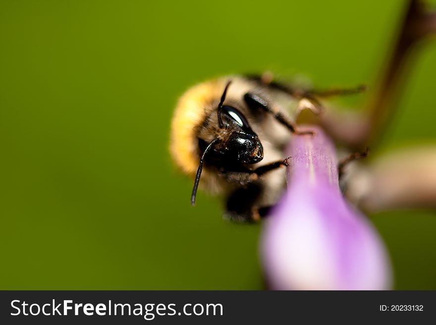 A bee or wasp walking on purlple flower. A bee or wasp walking on purlple flower