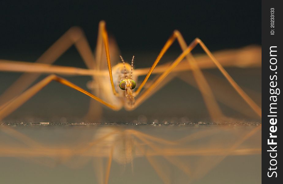 A macro shot of a common crane fly