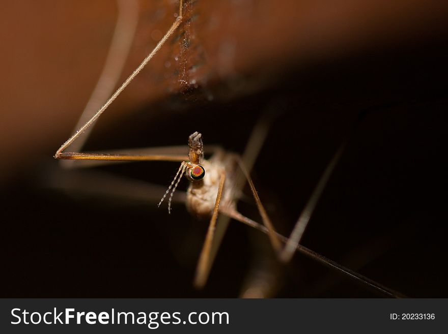 A macro shot of a common crane fly. A macro shot of a common crane fly