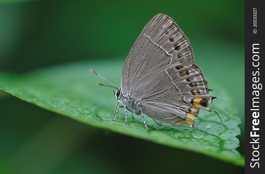 The small butterfly, the wing unfolds the 30mm low position flight, agile, likes visiting the flower, the behind spot and the tail uses to deceive the natural enemy. The larva likes the leguminous plant. The small butterfly, the wing unfolds the 30mm low position flight, agile, likes visiting the flower, the behind spot and the tail uses to deceive the natural enemy. The larva likes the leguminous plant.