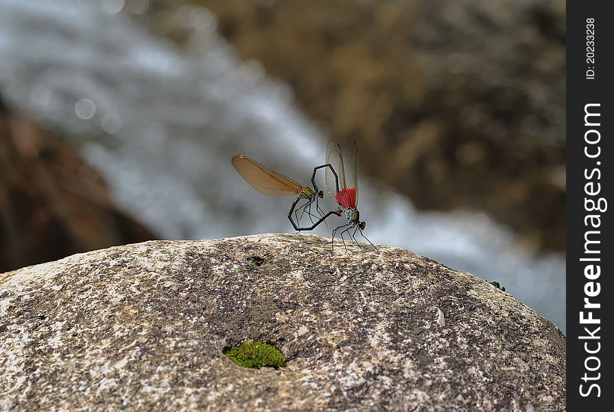 The dragonfly has the beautiful wing, slender body, gigantic eye. Their copulation posture is in the insect unique. The larva passed in the water. The dragonfly has the beautiful wing, slender body, gigantic eye. Their copulation posture is in the insect unique. The larva passed in the water.