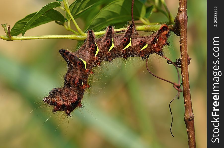 Big Caterpillar