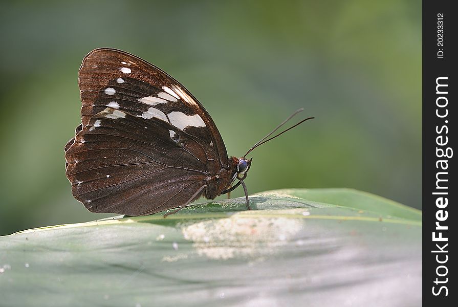 Eye butterfly (Penthema adelma Felder