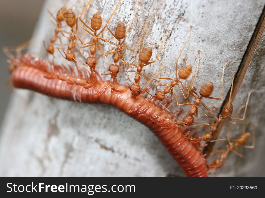 Power of Ants