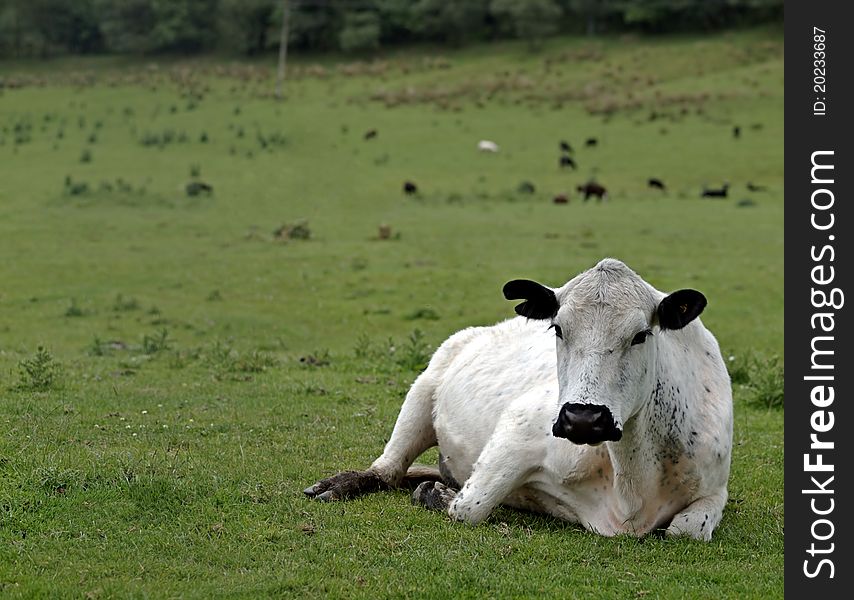 British White rare beef cow lying in meadow. British White rare beef cow lying in meadow