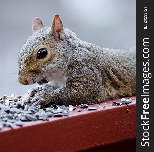 Squirrel laying on deck rail eating sunflower seeds. Squirrel laying on deck rail eating sunflower seeds