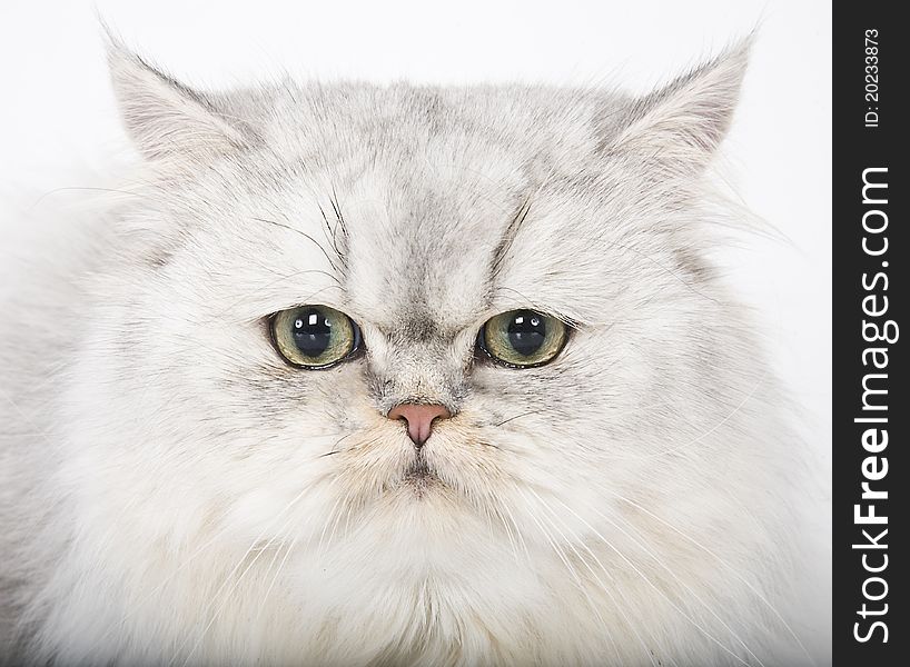 Close up portrait of persian cat. Close up portrait of persian cat