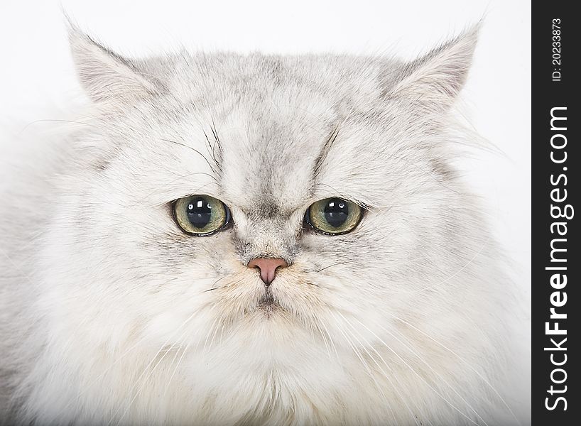 Persian Cat Portrait