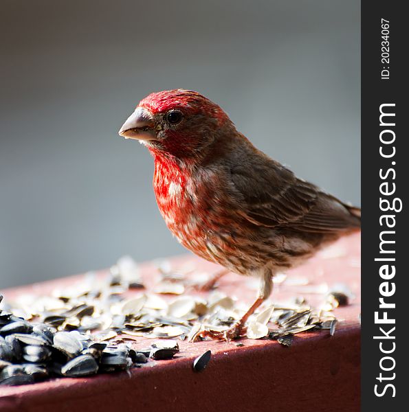 Closeup of male house finch feeding on sunflower seeds