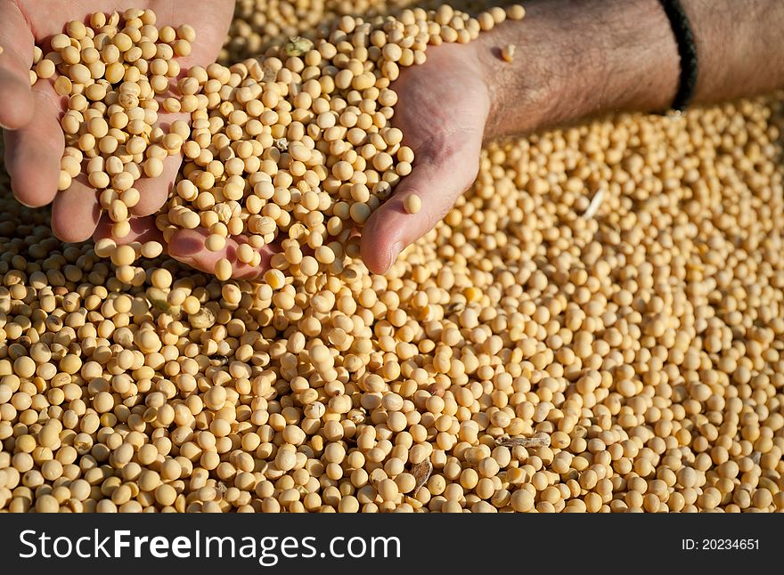 Human hands pouring soy beans after harvest. Human hands pouring soy beans after harvest