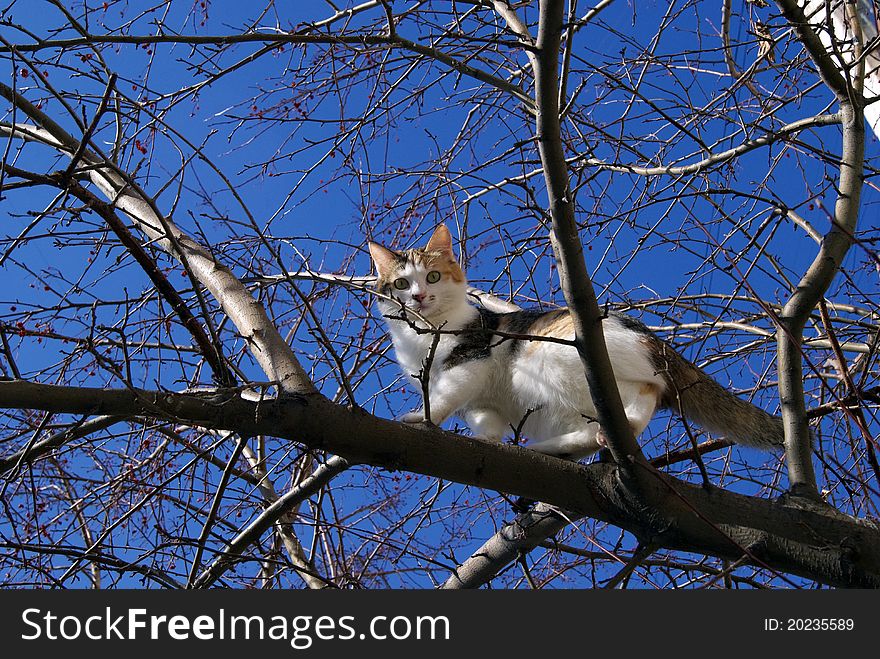 Cat on a tree, tree branches, the blue sky, spring day,. Cat on a tree, tree branches, the blue sky, spring day,