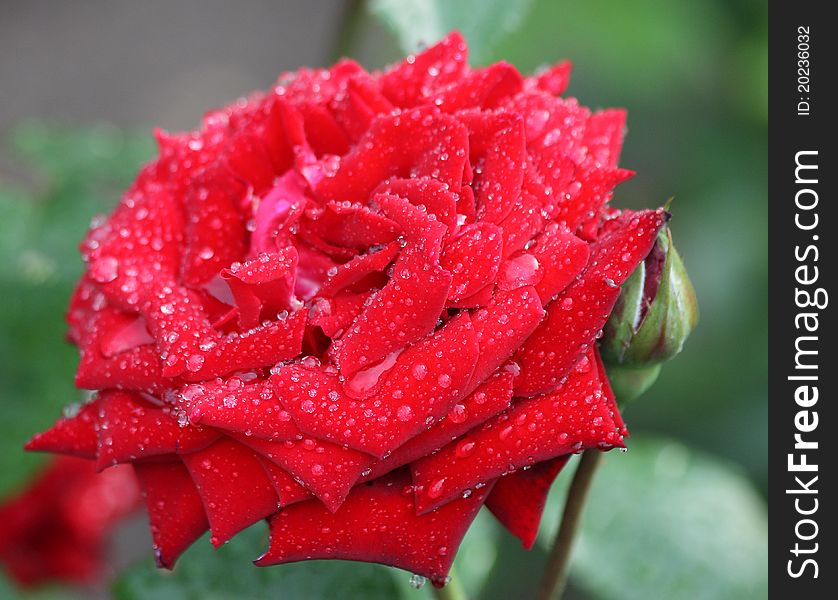 Red rose with water drops. Red rose with water drops