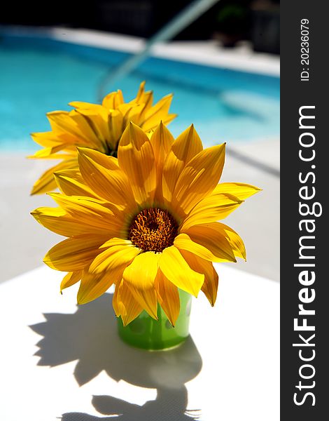 Yellow daisies next to a swimming pool. Yellow daisies next to a swimming pool