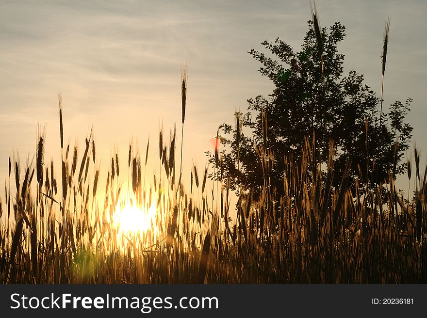 Oak, rye and sunset - russian field in the summer