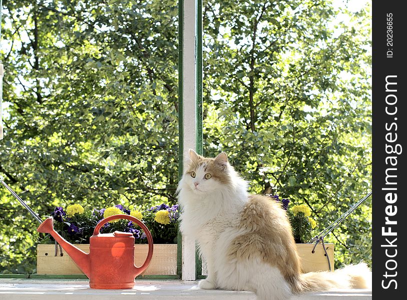 Cat sitting on the windowsill in the summer. Cat sitting on the windowsill in the summer